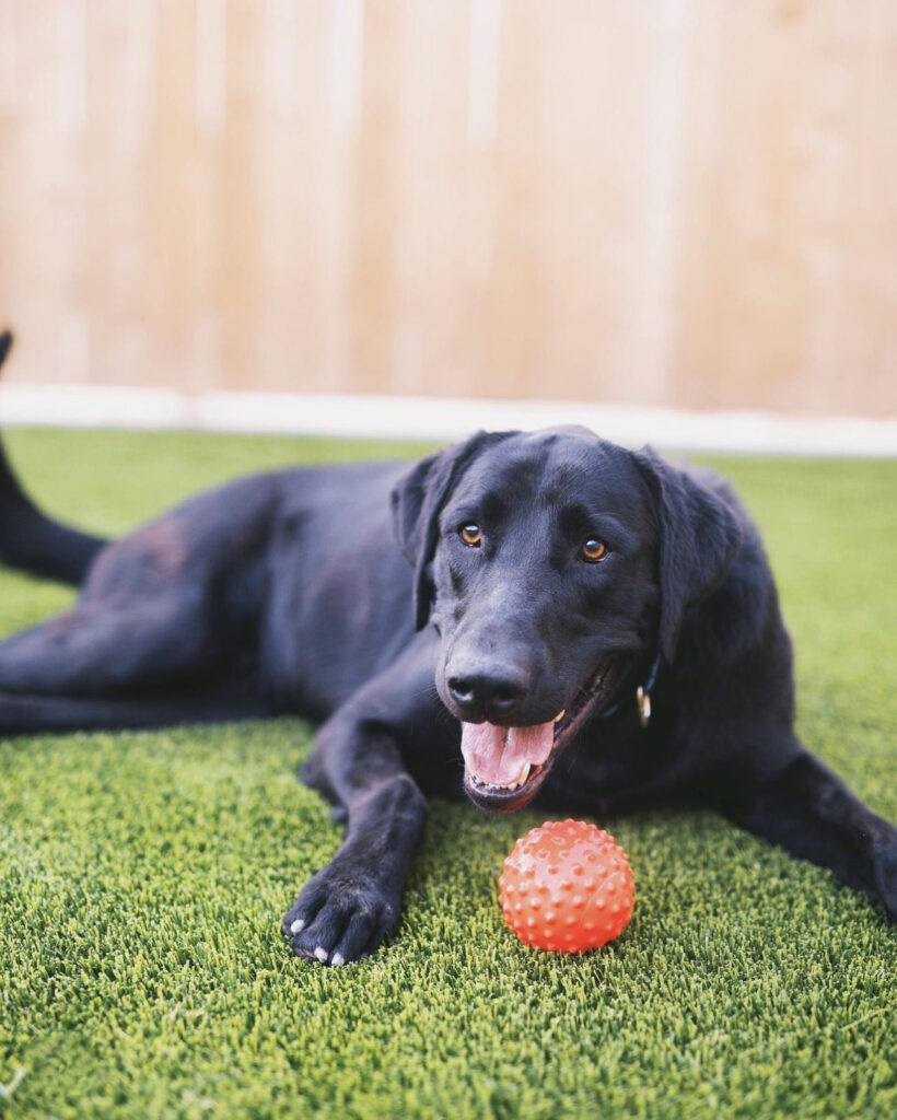 Dog playing with ball on artificial turf - Why Not Turf